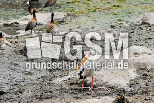 Witwenpfeifgans (3 von 3).jpg